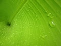 Macro Water droplets on banana leaf Royalty Free Stock Photo