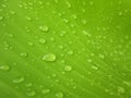 Macro Water droplets on banana leaf Royalty Free Stock Photo