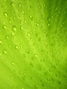 Macro Water droplets on banana leaf Royalty Free Stock Photo