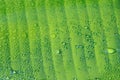 macro Water droplets on banana leaf Royalty Free Stock Photo