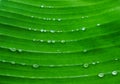 Macro water droplets on banana leaf Royalty Free Stock Photo