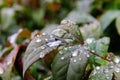 Macro water droplets on plant