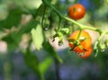 Macro - Water Droplets on Tomato Plant Royalty Free Stock Photo