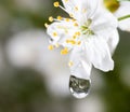 Macro water drops on cherry blossom Royalty Free Stock Photo