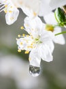 Macro water drops on cherry blossom