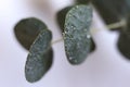 eucalyptus leaves with water drops Royalty Free Stock Photo