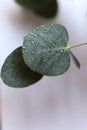 macro of water drops on eucalyptus leaves Royalty Free Stock Photo