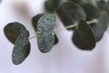 wet eucalyptus leaves Royalty Free Stock Photo