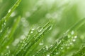 Macro water drops on green grass in morning lights. Beautiful nature landscape with dew droplets.Environmental and ecology concept Royalty Free Stock Photo