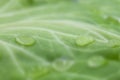 Macro of water drops on green leaf of cabbage