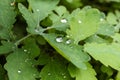 Macro of water drops on green leaves