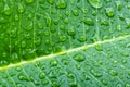 Water drops on green leaf macro background Royalty Free Stock Photo