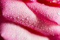 Macro of water drops on pink rose petals