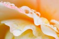 Macro of water drops on pinky flower`s  petals Royalty Free Stock Photo