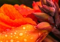 Macro Water Drops on a Red Canna Flower Royalty Free Stock Photo