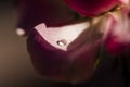 Macro of waterdrop on a rose petal Royalty Free Stock Photo