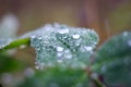 Macro waterdrop Royalty Free Stock Photo