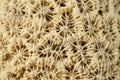Macro: Weathered coral rock. Royalty Free Stock Photo