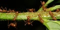 Macro of weaver ants (Oecophylla smaragdina)