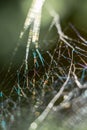 Macro Web: Intricate Spider Web Close-Up
