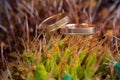 Macro of wedding rings on the cactus plant