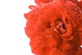 Macro wet red geranium flower Royalty Free Stock Photo