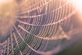 Macro wet spiderweb. Focus on water drops on single strong threads Royalty Free Stock Photo