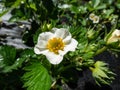 Macro of wet strawberry flower with detailed stamens androecium arranged in a circle and surrounded by white petals on a green Royalty Free Stock Photo