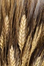 Macro wheat for background