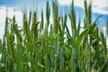 Macro wheat, barley. Beautiful green wheat ear growing in agricultural field, rural landscape. Green unripe cereals. The concept