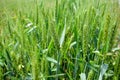 Macro wheat, barley. Beautiful green wheat ear growing in agricultural field, rural landscape. Green unripe cereals. The concept