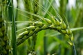 Macro wheat, barley. Beautiful green wheat ear growing in agricultural field, rural landscape. Green unripe cereals. The concept