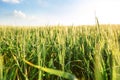 Macro Wheat corn field Royalty Free Stock Photo