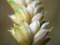 Macro Wheat during Dry Day