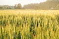 Macro Wheat field