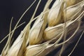 Macro of wheat plant