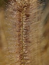 Macro of whistle washer grass Royalty Free Stock Photo