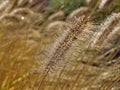 Macro of whistle washer grass Royalty Free Stock Photo