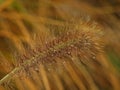 Macro of whistle washer grass Royalty Free Stock Photo