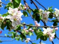 Macro of a white apple tree flower blooming in spring Royalty Free Stock Photo