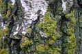 Macro of white bark of birch covered with lichen