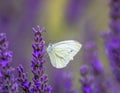 Macro of a white cabbage butterfly Royalty Free Stock Photo