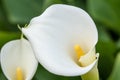 Macro of white calla flower in the greenhouse with blurred background Royalty Free Stock Photo