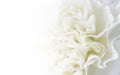 Macro white carnation flower background Royalty Free Stock Photo
