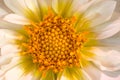 Macro white colored dahlia