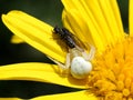 Macro white crab spider catching a fly