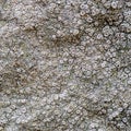 Macro of white crustose lichen, UK. On stone. Royalty Free Stock Photo