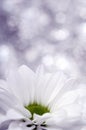 Close up of white daisy heart