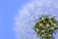 White dandelion purple background macro horizontal