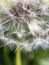 Macro white dandelion, wild flower closeup